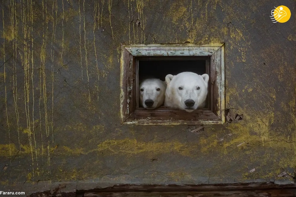 خرس های قطبی در ایستگاه هواشناسی متروکه دوران شوروی/ دیمیتری کوخ