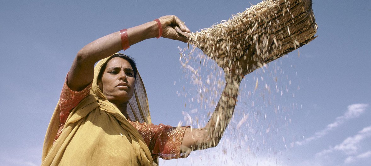 زن در هند غلات را جابجا می کند (پرونده)