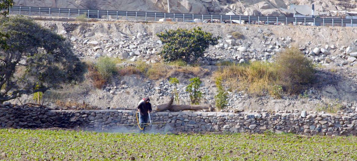 یک کارگر کشاورزی مزرعه ای در کانتا، استان لیما، پرو را سمپاشی می کند.